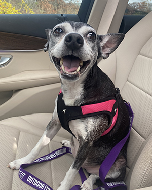 Dog Lady, in car