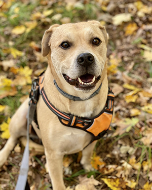 Dog Rocky, in forest